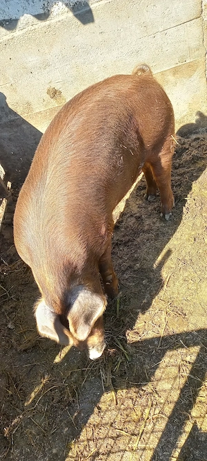 Vând Vieruș și Scrofița rasa Duroc 70Kg 1500Lei bucata - imagine 2