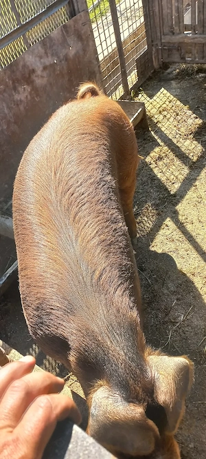 Vând Vieruș și Scrofița rasa Duroc 70Kg 1500Lei bucata - imagine 5