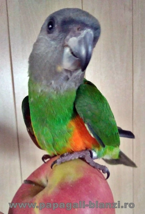 vand pui blanzi de papagal Senegal - imagine 4