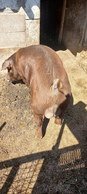 Vând Vieruș și Scrofița rasa Duroc 70Kg 1500Lei bucata - imagine 3