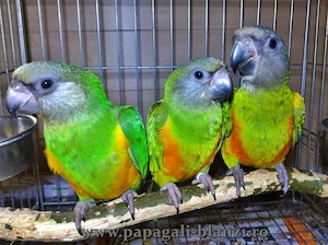 vand pui blanzi de papagal Senegal - imagine 5