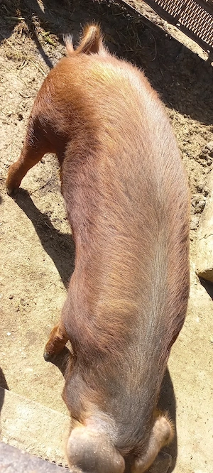 Vând Vieruș și Scrofița rasa Duroc 70Kg 1500Lei bucata - imagine 4