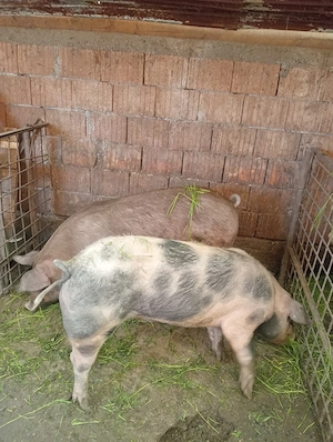 porcii de vânzare  - imagine 4