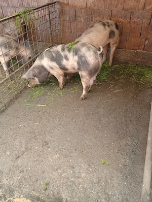 porcii de vânzare  - imagine 5