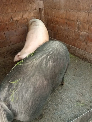 porcii de vânzare  - imagine 2