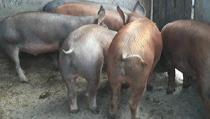 porci carne 100 kg + - - imagine 2