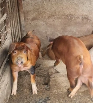 porci carne 100 kg + -