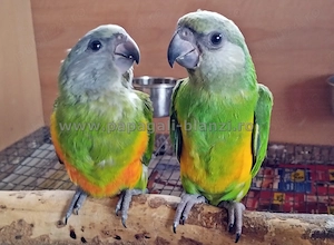 vand pui blanzi de papagal Senegal - imagine 5