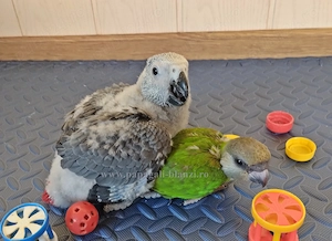 vand pui blanzi de papagal Senegal