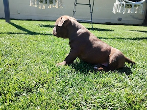 American Bully pocket 