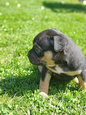 American Bully pocket  - imagine 2