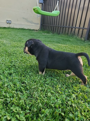 American Bully pocket 