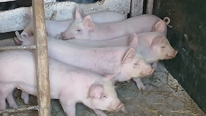 soldani rasa pik - imagine 4