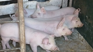 soldani rasa pik - imagine 3