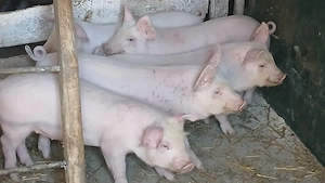 soldani rasa pik - imagine 2