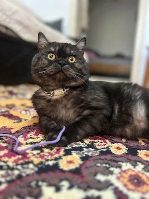 Britosh shortair Black Smoke - imagine 2