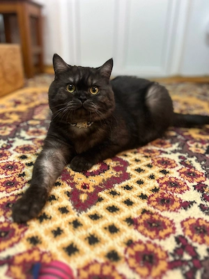 Britosh shortair Black Smoke - imagine 4