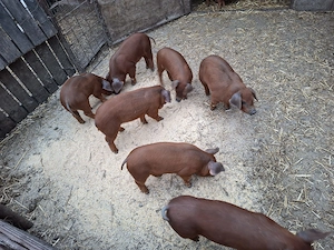 Vand purcei duroc - imagine 2