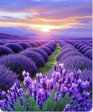 Vând teren extravilan  zona pini Dorohoi