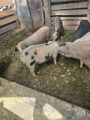 de vânzare mascur castrat și vacinat 