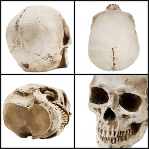 Craniu Uman Decorativ Kurtzy   Model Realist din Rășină, 12   17   14.5 cm, Anatomie & Decor Hallowe