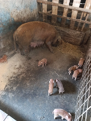 scroafa duroc cu 8 purcei - imagine 2