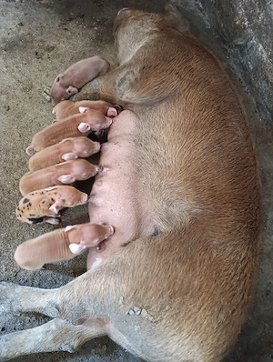 scroafa duroc cu 8 purcei