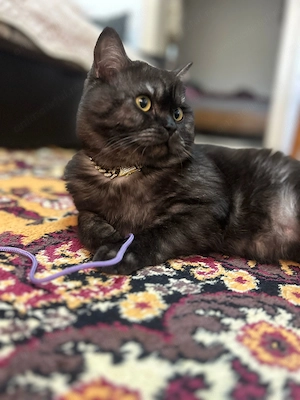 Britosh shortair Black Smoke - imagine 3