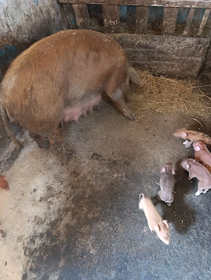 scroafa duroc cu 8 purcei - imagine 3