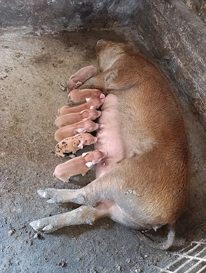 scroafa duroc cu 8 purcei - imagine 4