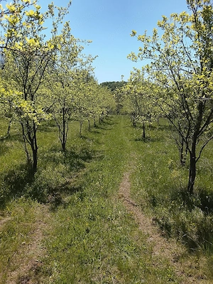 Teren de vânzare  - imagine 2