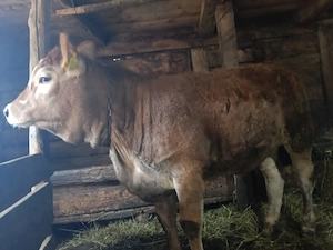 Vindem vitica blinda și bună de tinut