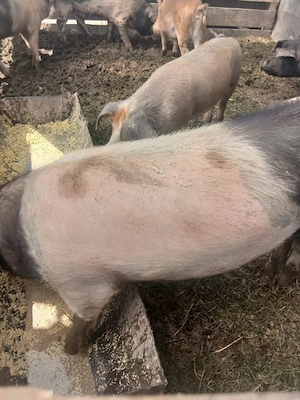 de vânzare 2 scroafe 80 90 kg una - imagine 2