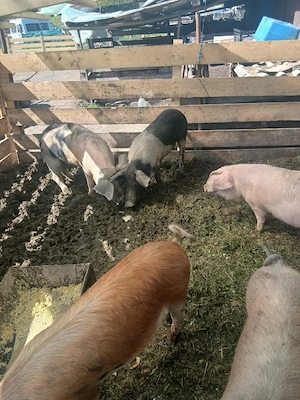 de vânzare 2 scroafe 80 90 kg una - imagine 5