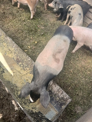 de vânzare 2 scroafe 80 90 kg una - imagine 4