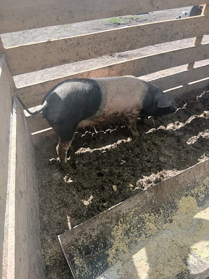 de vânzare 2 scroafe 80 90 kg una - imagine 3