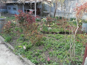 Casa din 3 camere cu curte Giulesti sector 1 - imagine 3