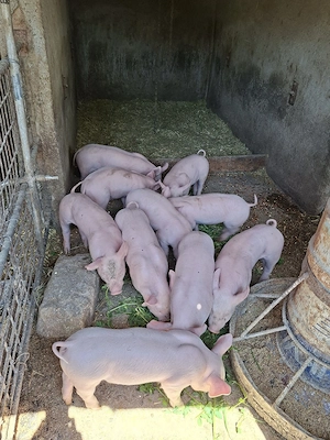 De vânzare!  - imagine 3