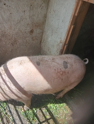 Vând doi porci. 16 lei , schimb cu cherestea sau lemn de foc. 