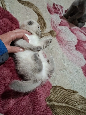 Scotish Fold - imagine 4