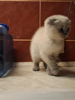 Scotish Fold - imagine 2