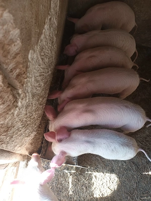 purcei de 8 spt - imagine 2