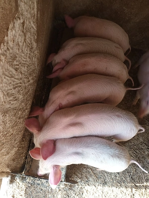 purcei de 8 spt - imagine 3