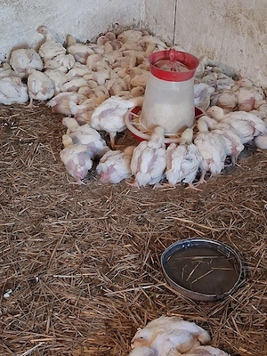 pui de vanzare 20 lei bucata - imagine 2