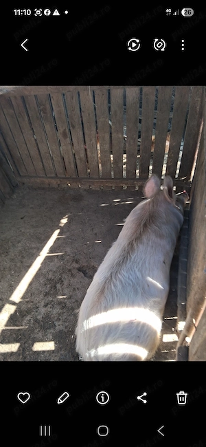 Porc de vinzare in Albeni.Gorj - imagine 2