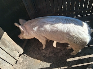 Porc de vinzare in Albeni.Gorj - imagine 4