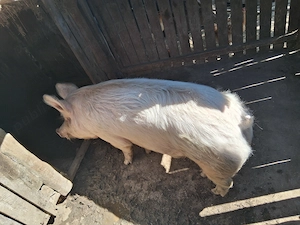 Porc de vinzare in Albeni.Gorj - imagine 3