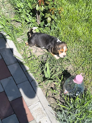 beagle 8 săptămâni  - imagine 5