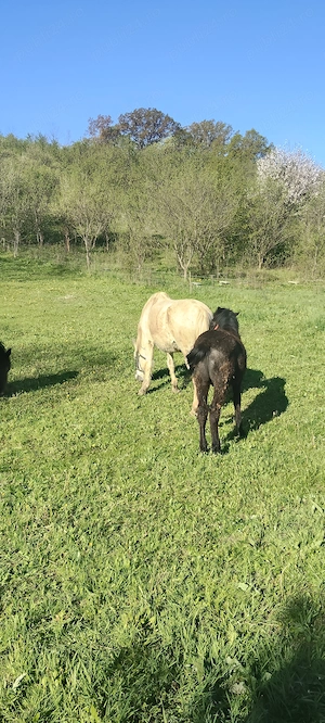 De vânzare tot ce se vede an poză 