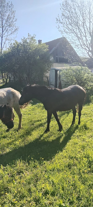 De vânzare  - imagine 3